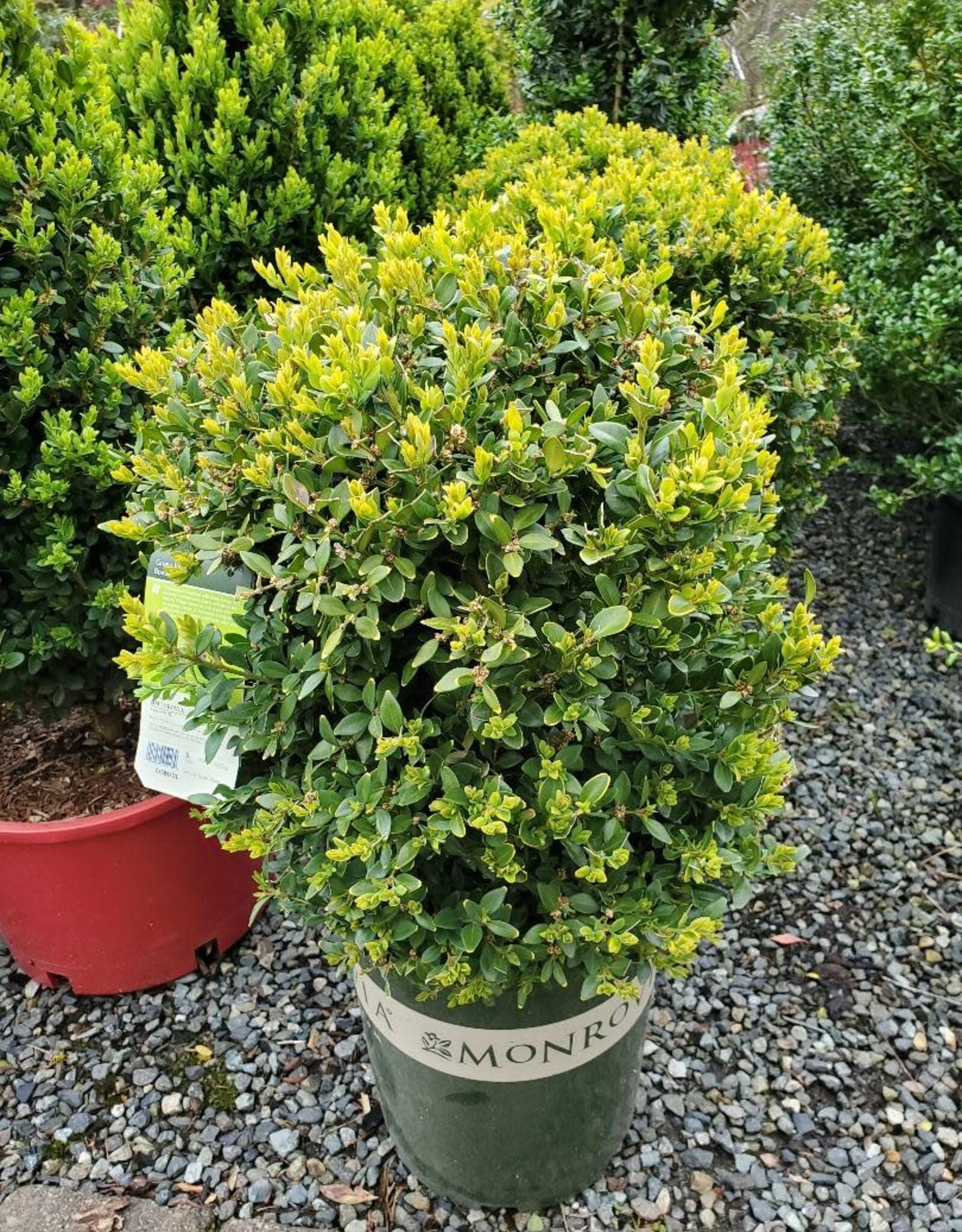 Buxus sempervirens 'Green Velvet'
