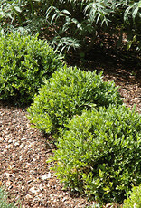 Buxus sempervirens 'Green Velvet'