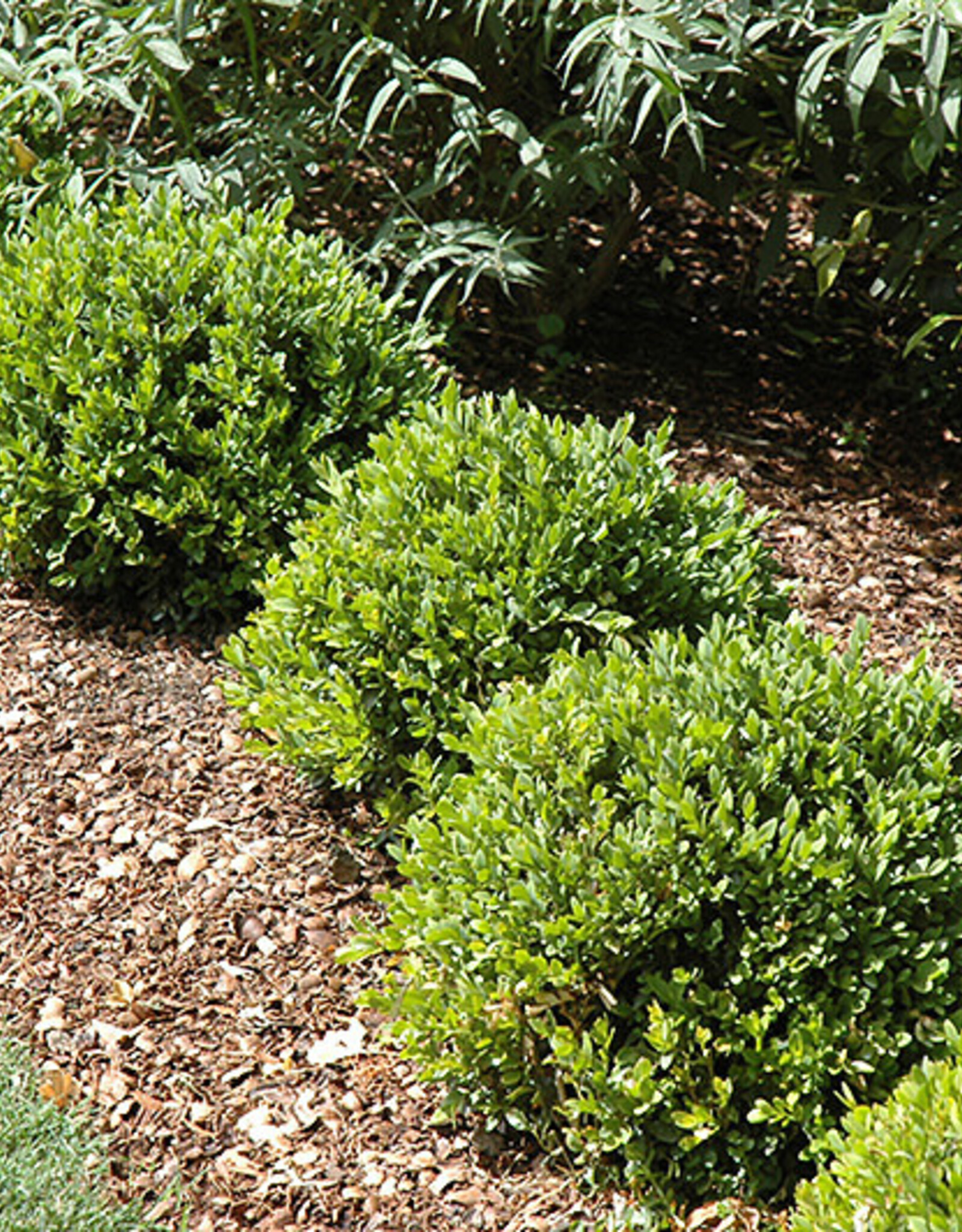Buxus sempervirens 'Green Velvet'