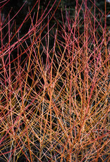 Cornus sanguinea 'Midwinter Fire' - Dogwood