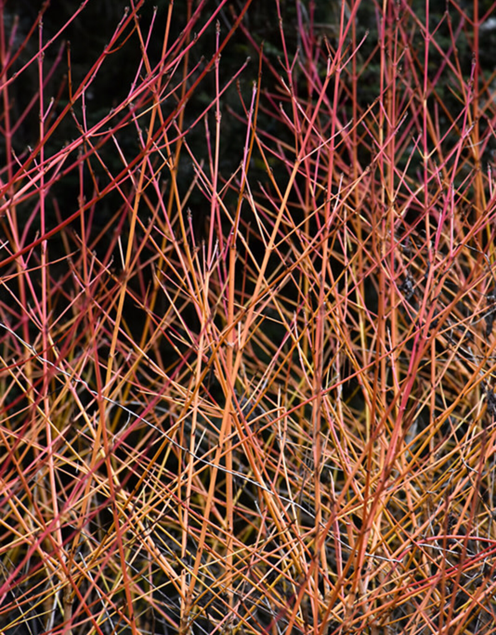 Cornus sanguinea 'Midwinter Fire' - Dogwood
