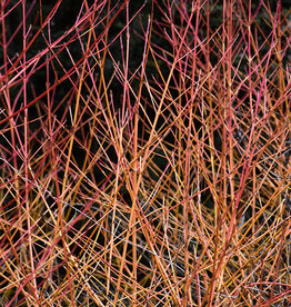Cornus sanguinea 'Midwinter Fire' - Dogwood