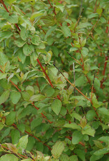 Cornus sanguinea 'Midwinter Fire' - Dogwood