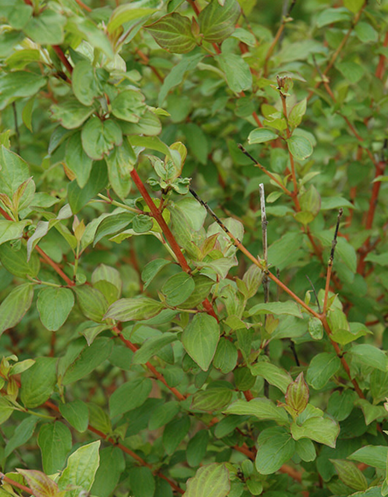 Cornus sanguinea 'Midwinter Fire' - Dogwood