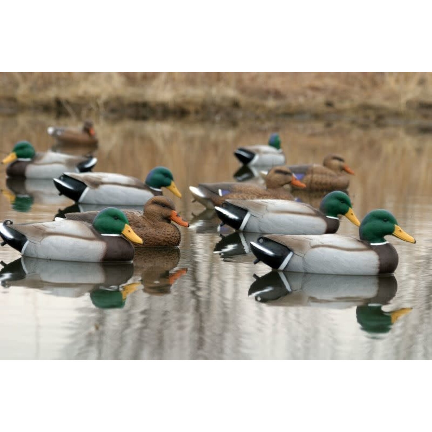 Flambeau Flambeau Storm Front 2 Classic Floater Mallard decoys 6pk (8036SUV)