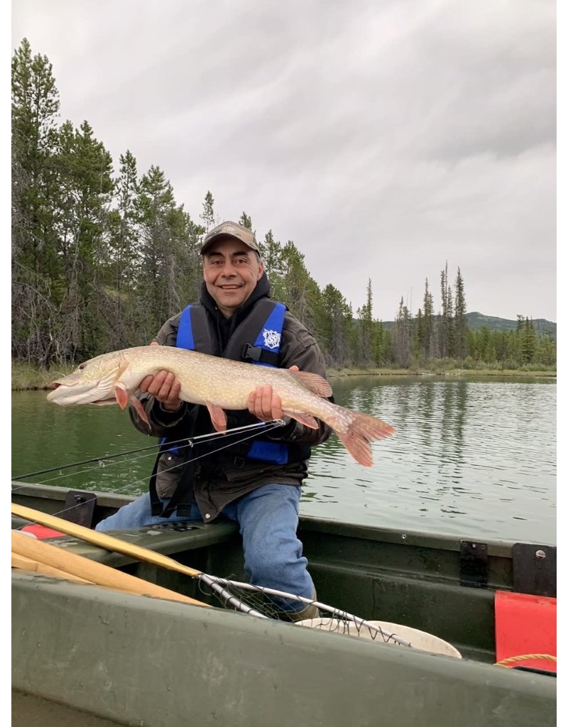 Northern Pike, 37 inch, Snafu Lake, Yukon, Canada