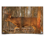 Birchwood Casey Birchwood Casey Eze-Scorer Whitetail Deer 23"x35" 2pk (37481)