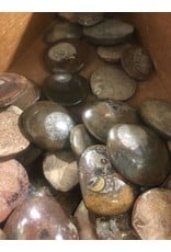 Squire Boone Village Rock/Mineral - Ammonite Fossil Polished (Sizes and Colors Vary; Sold Individually)