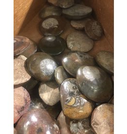 Squire Boone Village Rock/Mineral - Ammonite Fossil Polished (Sizes and Colors Vary; Sold Individually)