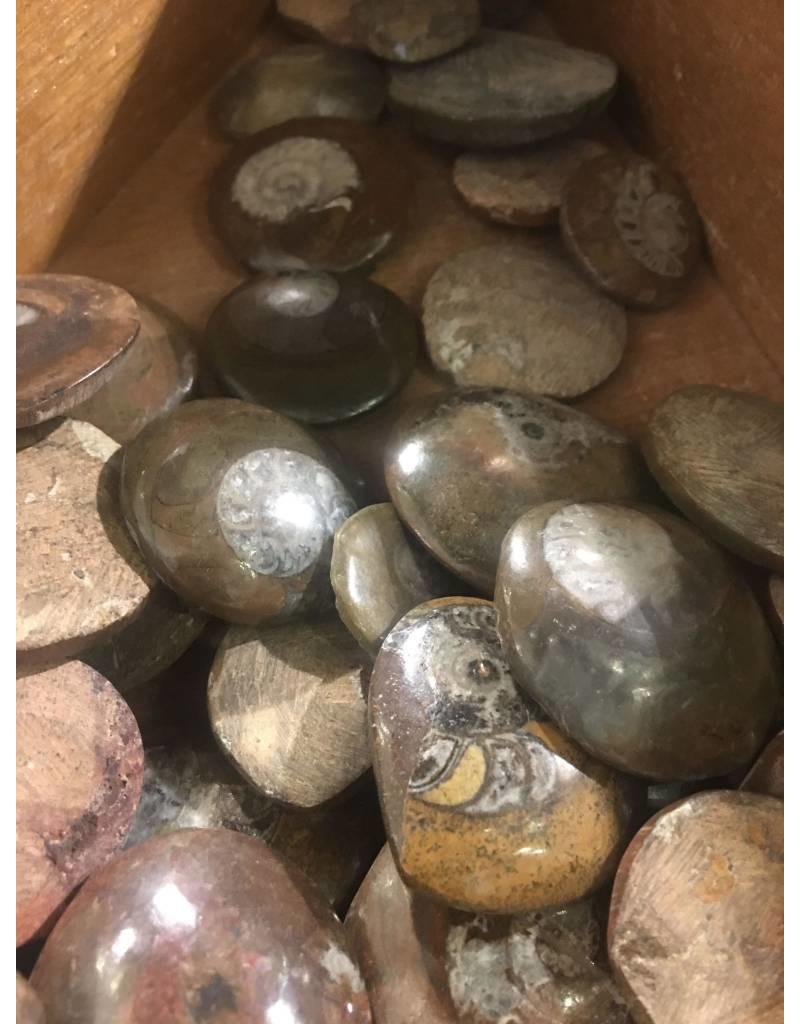 Squire Boone Village Rock/Mineral - Ammonite Fossil Polished (Sizes and Colors Vary; Sold Individually)