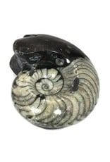 Squire Boone Village Rock/Mineral - Goniatite Fossil (Sizes and Colors Vary; Sold Individually)