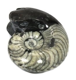Squire Boone Village Rock/Mineral - Goniatite Fossil (Sizes and Colors Vary; Sold Individually)