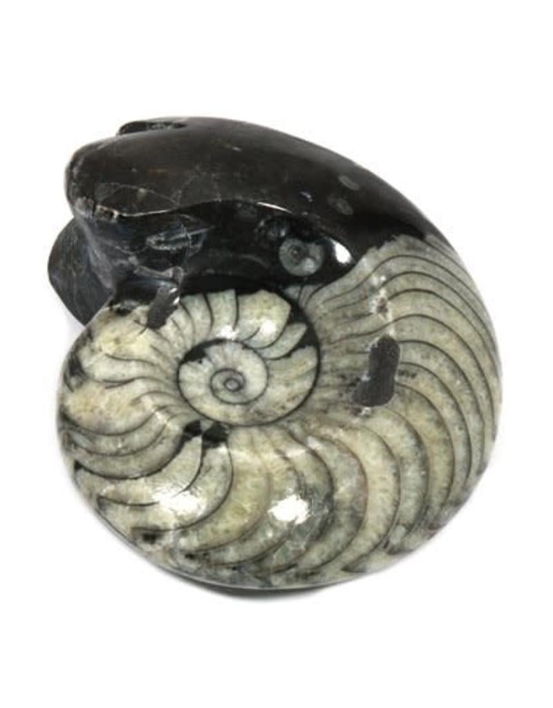 Squire Boone Village Rock/Mineral - Goniatite Fossil (Sizes and Colors Vary; Sold Individually)