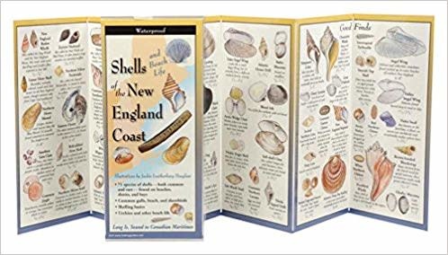 Waterproof Guide Shells of the New England Coast
