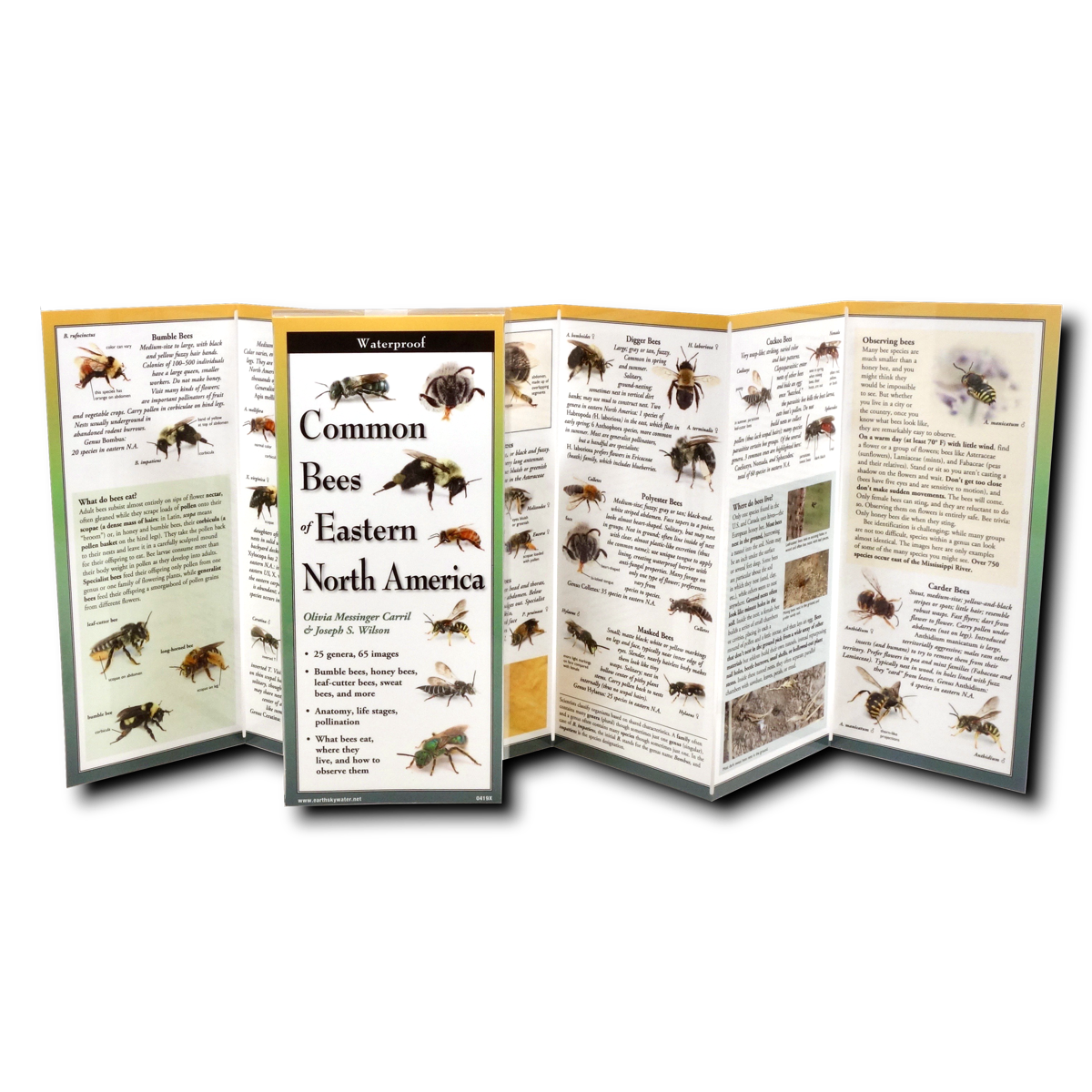 Waterproof Guide Common Bees of Eastern North America