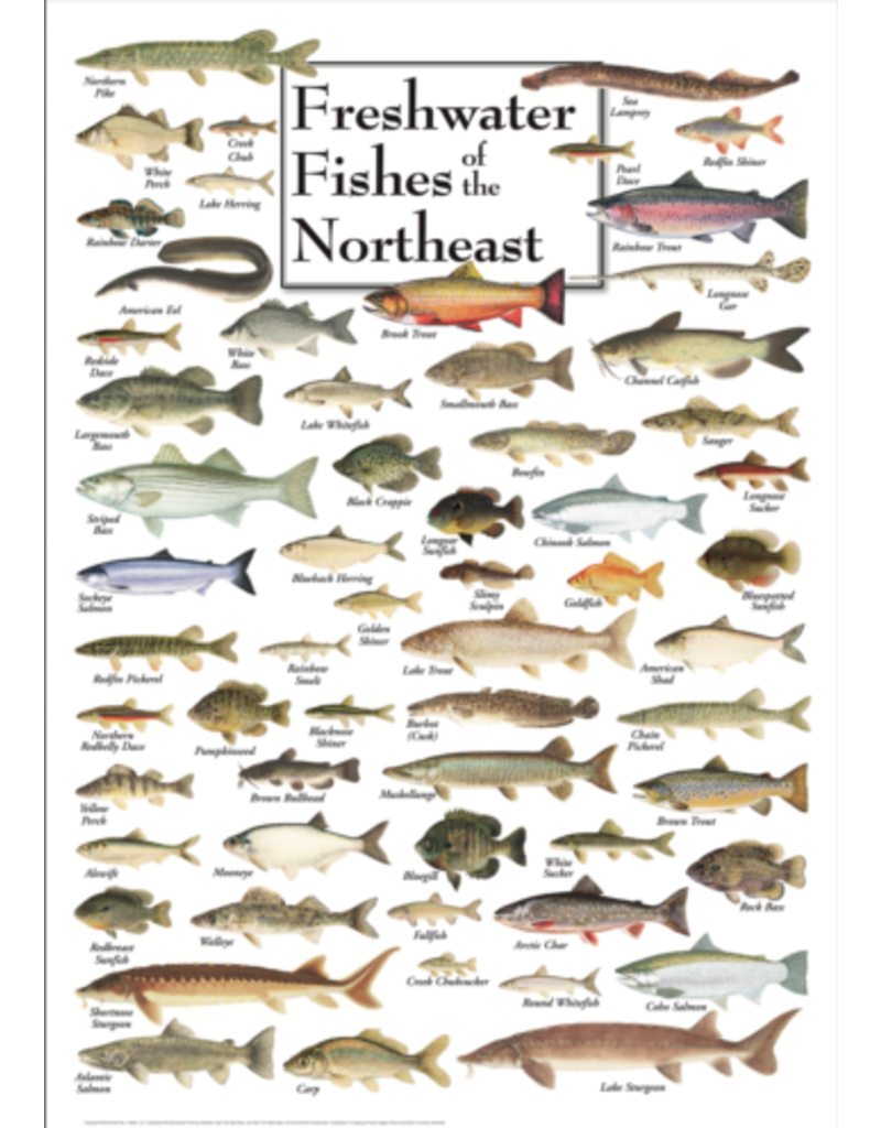 Earth Sea Sky Poster Freshwater Fishes of the Northeast
