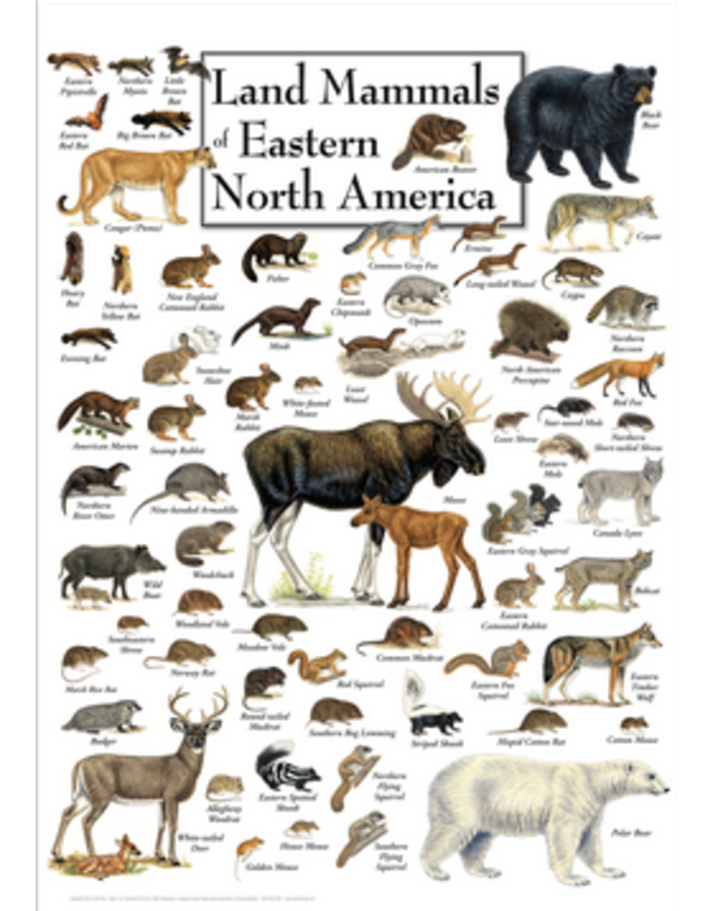 Earth Sea Sky Poster Land Mammals of Eastern North America