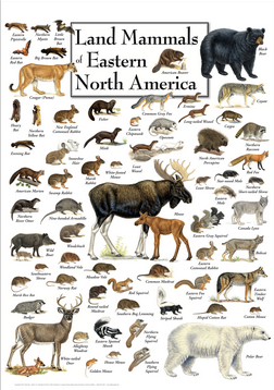 Poster Land Mammals of Eastern North America