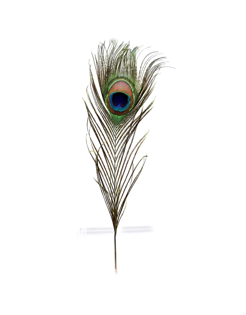 single peacock feather
