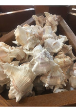 Squire Boone Village Shell Endivia Seashell (Sizes Vary; Sold Individually)