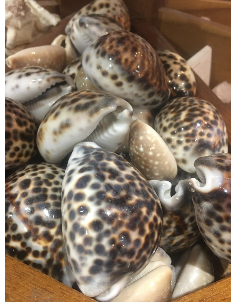 Squire Boone Village Shell Cowrie Seashell (Sizes Vary; Sold Individually)