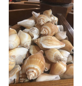 Squire Boone Village Shell Canarium Seashell (Sizes Vary; Sold Individually)