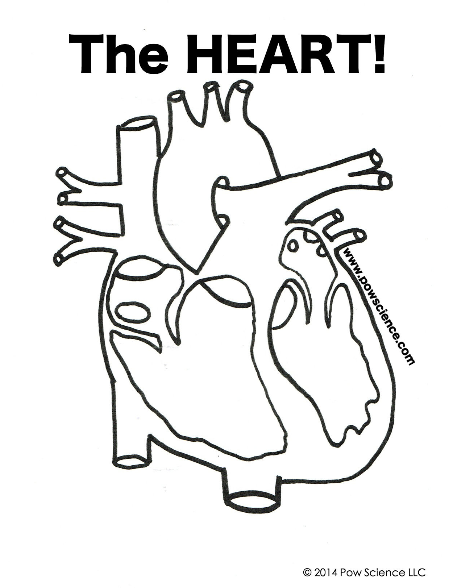 human-body-organs-printable-pow-science-llc