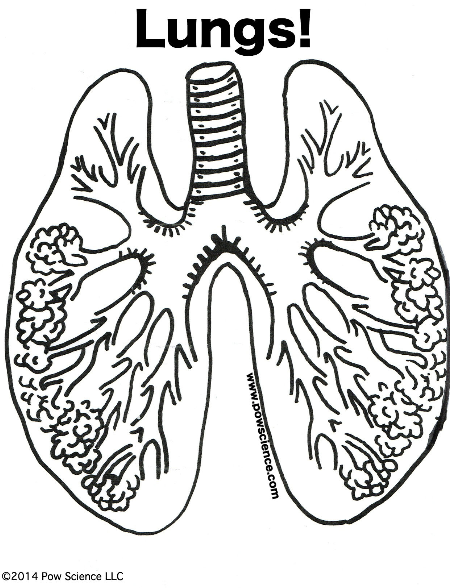 convenient-in-the-middle-of-nowhere-van-printable-organs-of-the-human