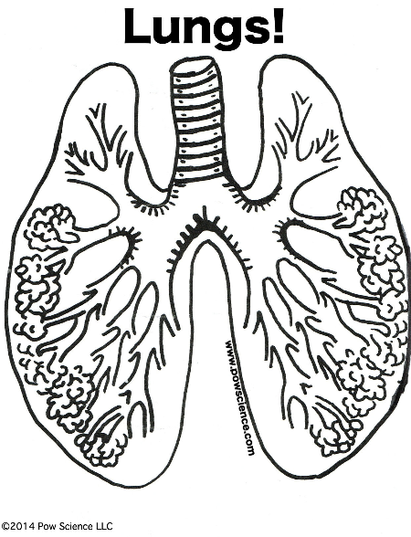 Geri ekil Korkuttu Beyefendi Human Body Organs Coloring Pages 