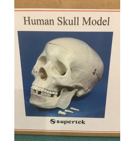 Supertek Scientific Human Skull Model with Key