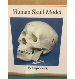 Supertek Scientific Scientific Human Skull Model with Key