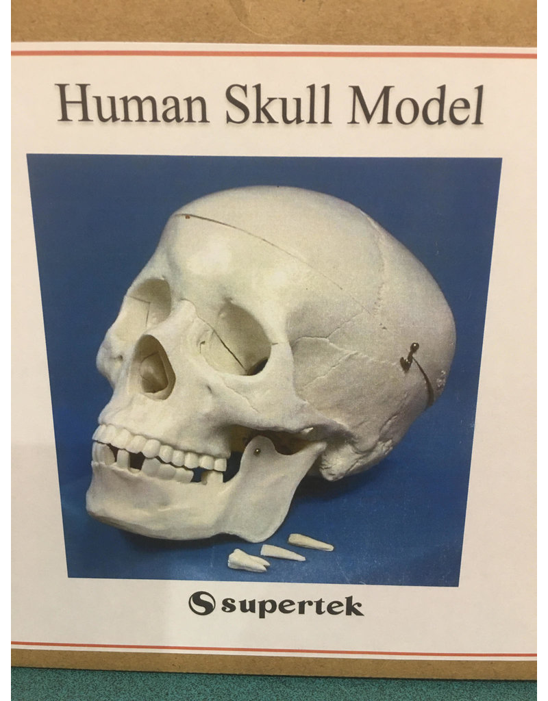 Supertek Scientific Human Skull Model with Key