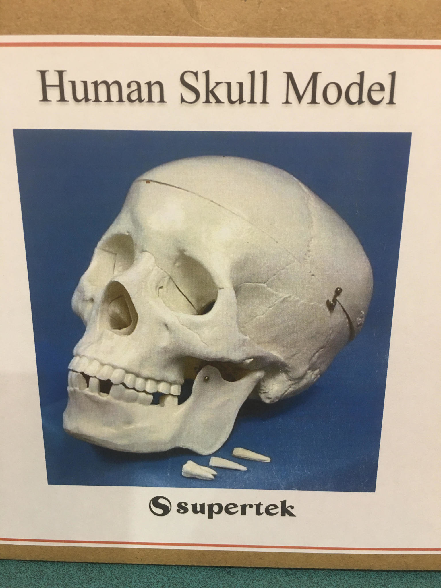 Scientific Human Skull Model with Key