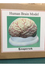 Supertek Scientific Scientific Human Brain Model