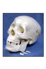 Supertek Scientific Human Skull Model with Key