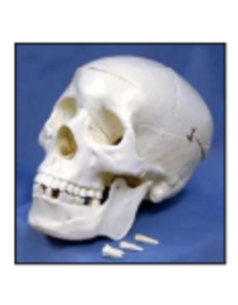 Supertek Scientific Scientific Human Skull Model with Key