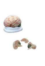 Supertek Scientific Scientific Human Brain Model