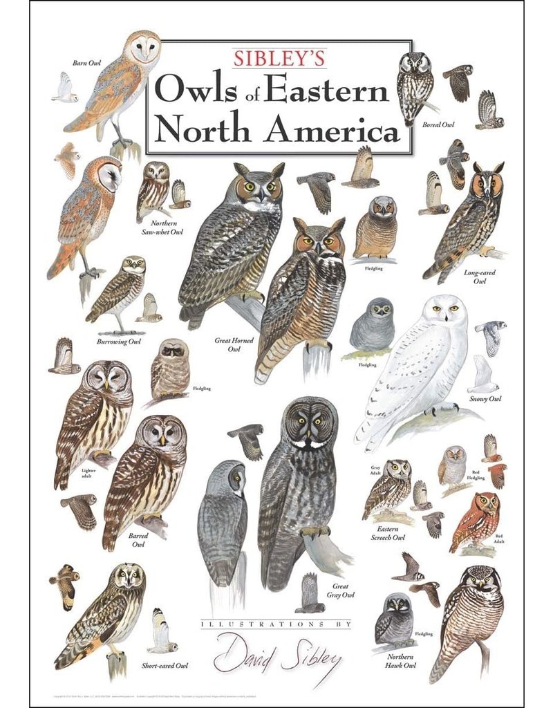 Earth Sea Sky Poster Owls of Eastern North America