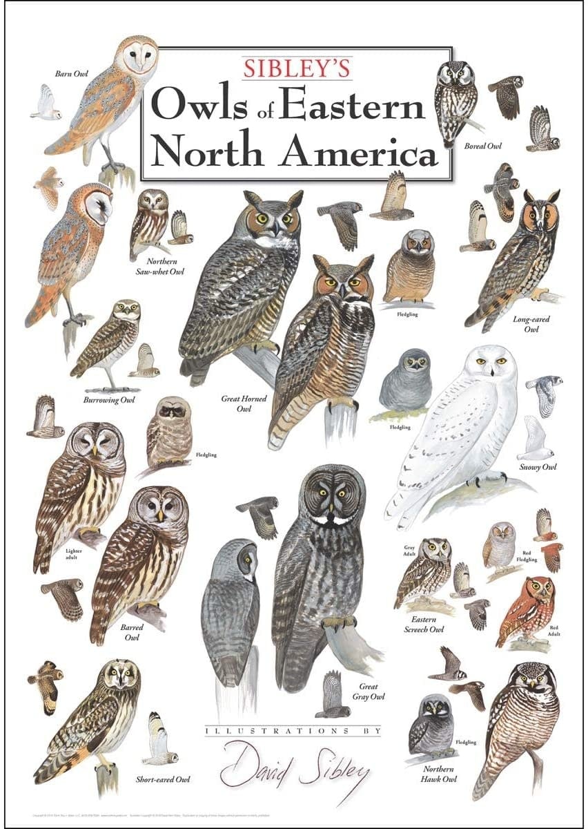 Poster Owls of Eastern North America