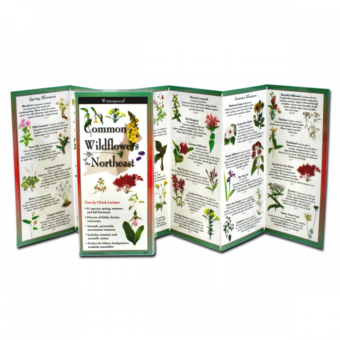 Waterproof Guide Common Wildflowers of the Northeast