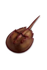 Safari Ltd. Safari Ltd. Horseshoe Crab