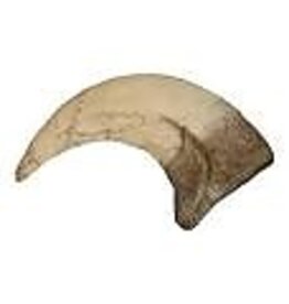 Squire Boone Village Rock/Mineral Collector Box - Replica Raptor Claw Fossil