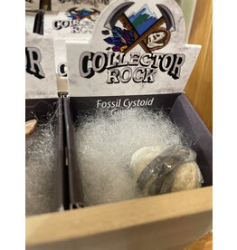 Squire Boone Village Rock/Mineral Collector Box - Fossil Cystoid Geode