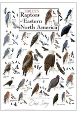 Earth Sea Sky Poster Raptors of Eastern North America