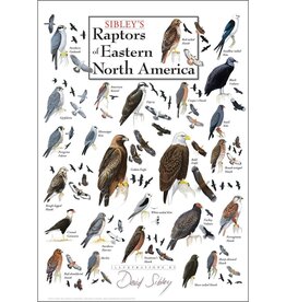 Earth Sea Sky Poster Raptors of Eastern North America