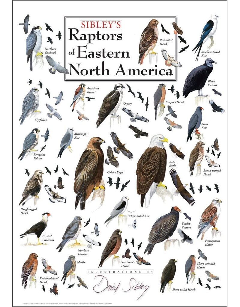Earth Sea Sky Poster Raptors of Eastern North America