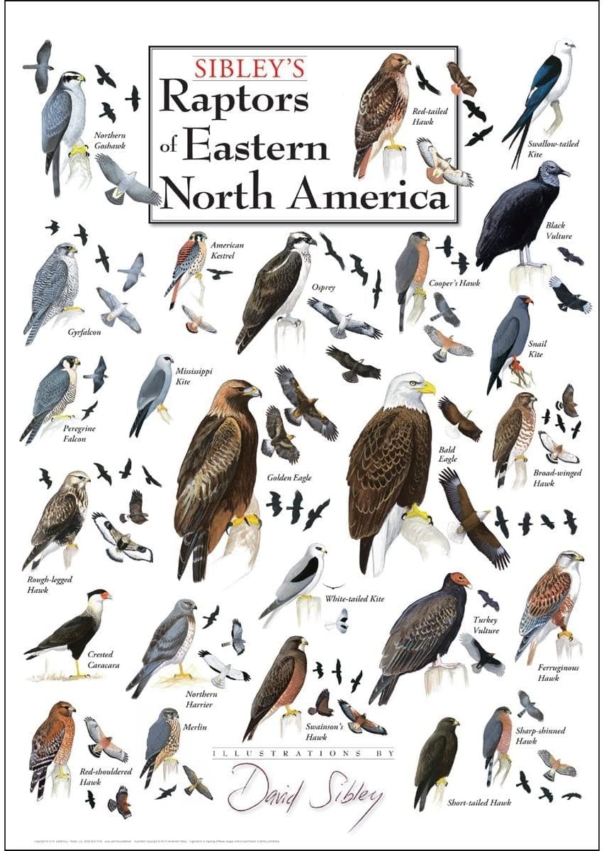 Poster Raptors of Eastern North America