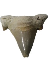 Squire Boone Village Rock/Mineral - Fossilized Shark Tooth (XLG, 1 1/4" - 1 1/2";  Sizes and Colors Vary; Sold Individually)