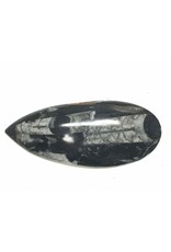 Squire Boone Village Rock/Mineral - Orthoceras Fossil - Polished (2 1/2" - 3/12")