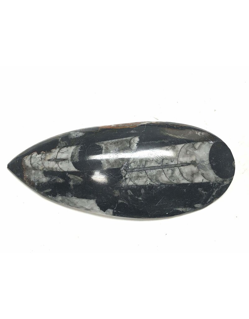 Squire Boone Village Rock/Mineral - Orthoceras Fossil - Polished (2 1/2" - 3/12")